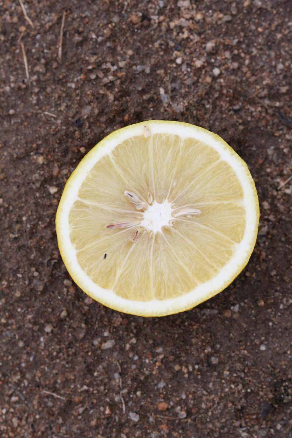              Fruit cross-section (Riverside, CA)       